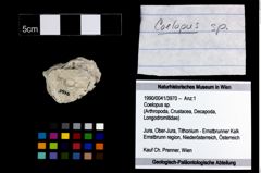 Foto (Objekt + Etikett) von Coelopus sp.  (NHMW-GEO-1990-0041-3970)